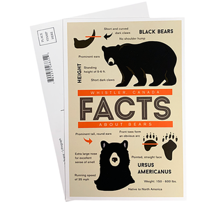 Bear Facts Whistler Postcard